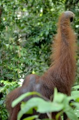 The adult male of the Orangutan in the bush. Adult male of the orangutan in the wild nature.