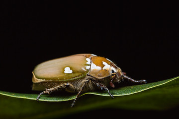 White man-faced June beetle