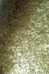 Hatchery trout. Larvae newly hatched from eggs