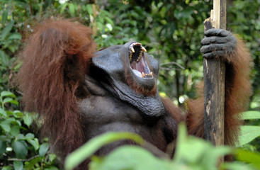 Obraz premium The adult male of the Orangutan in the bush. Adult male of the orangutan in the wild nature.