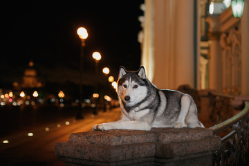 Dog Siberian Husky walking in the city,  Saint Petersburg, Russia,