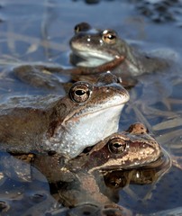 Copulation of The common frog (Rana temporaria) mating, also known as the European common frog, European common brown frog, or European grass frog,