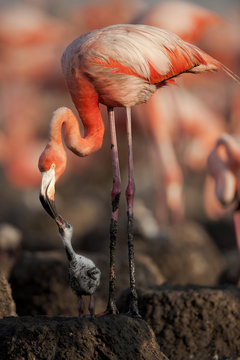 Fototapeta Baby bird of the Caribbean flamingo.