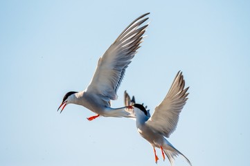 The Tern flies holding a beak a tail of other Tern. Closeup Portrait of Common Terns (Sterna hirundo). Adult common terns in flight