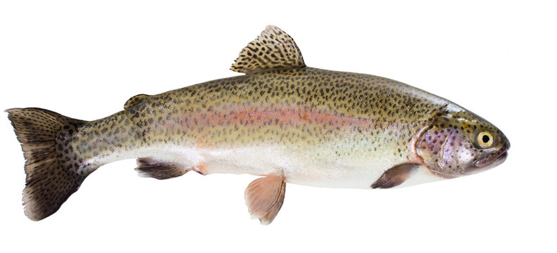 Rainbow trout on white background