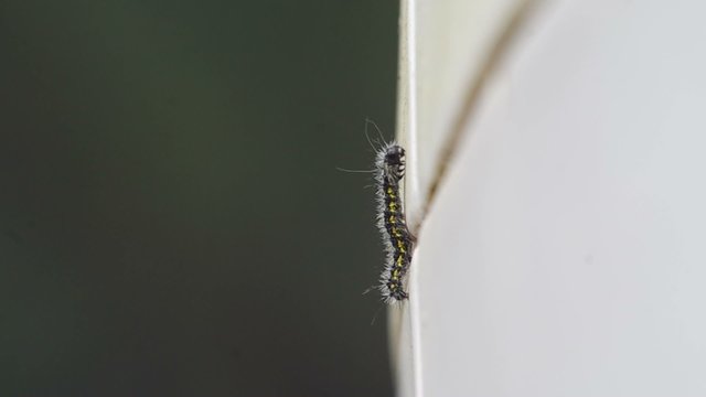 a caterpillar worm is slowly climbing up on the wall