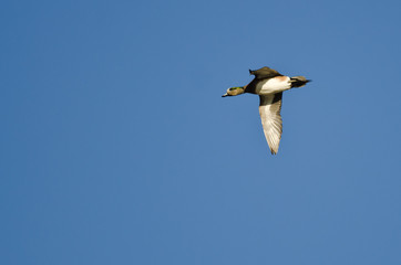 American Wigeon, Flying in a Blue Sky