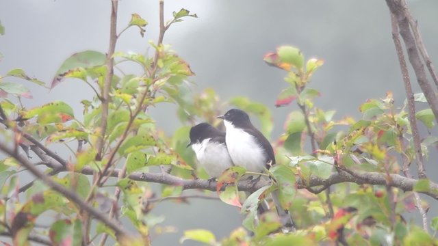 pair of Dark-backed Sibia is resting and cleaning each other on tree branch under foggy condition