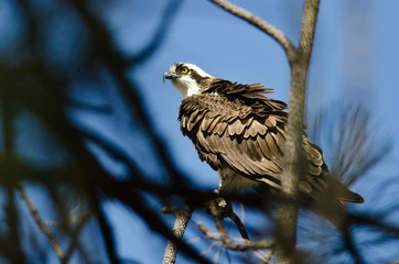 Ruffled Osprey Perched High in the Tree