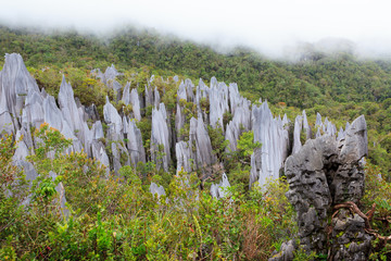 Limestone pinnacles at gunung mulu national park