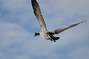 Fototapeta na wymiar Canada Goose Flying in a Blue Sky