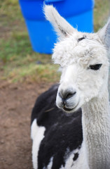 Alpaca in Barnyard