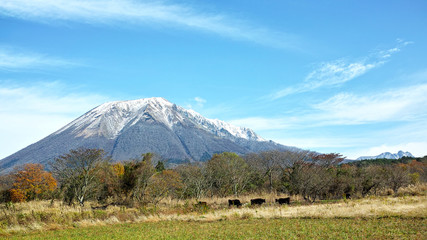 Fototapeta premium 初冬の大山 放牧