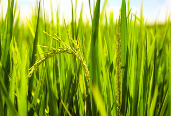 young stalks of rice ripen under the sun on paddy field
