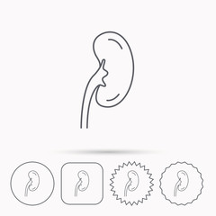 Kidney icon. Transplantation organ sign.