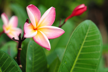 plumeria flowers blossom nature background green bloom color pink