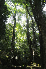 Rain Forest
