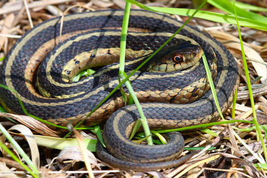 Garter Snake curled up in an Illinois Prairie