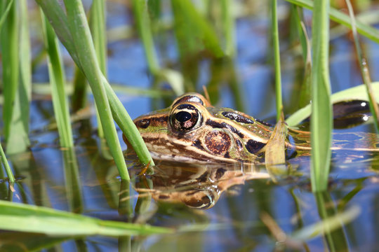 Northern Leopard Frog in an Illinois Wetland