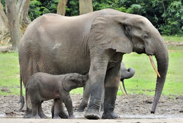 The elephant calf is fed with milk of an elephant cow The African Forest Elephant, Loxodonta africana cyclotis. At the Dzanga saline (a forest clearing) Central African Republic, Dzanga Sangha