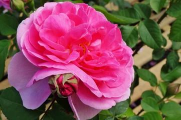 Fragrant David Austin pink rose