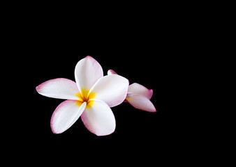 clipping path pink yellow flower plumeria