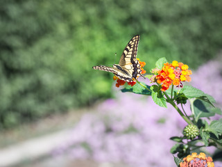 Papilio machaon Butterfly