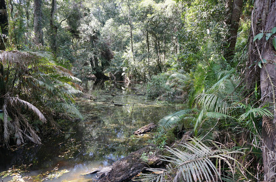 Fototapeta Swamp in the  tropical forest