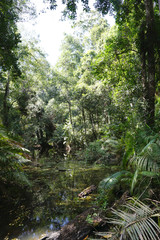 Swamp in the  tropical forest