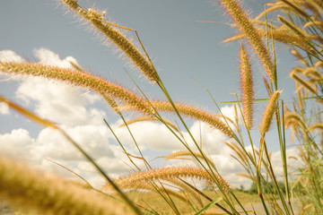 grass flower on the road in countryside , thailand