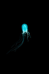 Bulb jellyfish in the dark