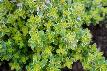 Lemon thyme plant growing in the herb garden