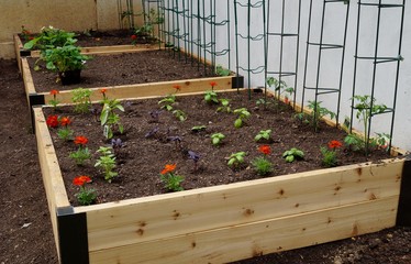 Raised beds, also called garden grow boxes or containers