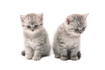 two light gray similar kittens