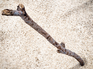 stick dipped in the sand.