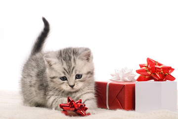 active gray kitty and boxes of gifts