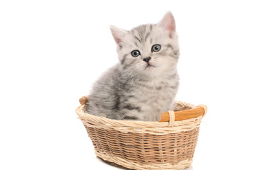 Naklejka na ściany i meble gray kitty sitting in basket