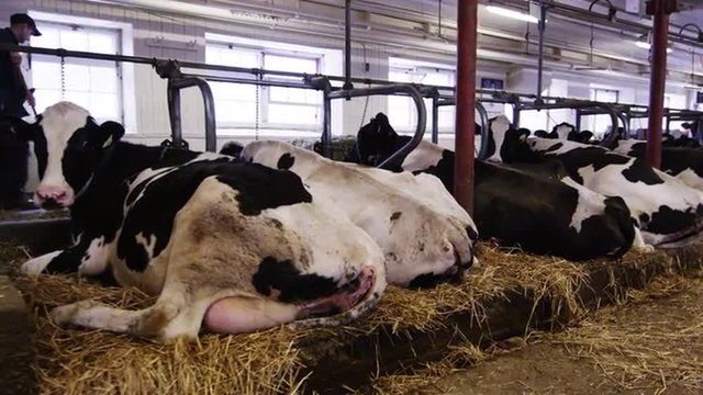 Dairy cows in farming and agriculture barn