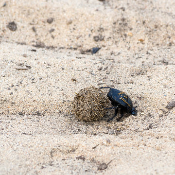 Dung beetle pushes his ball