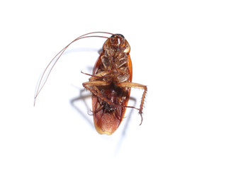 dead cockroach