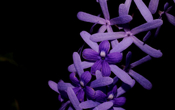 Bunch Purple Flower On Black Background