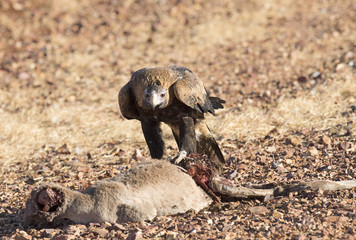 Wedge tailed eagle feeding on a kangaroo