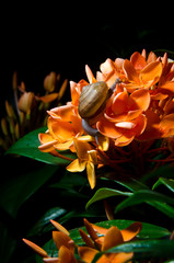 Snail on Flower