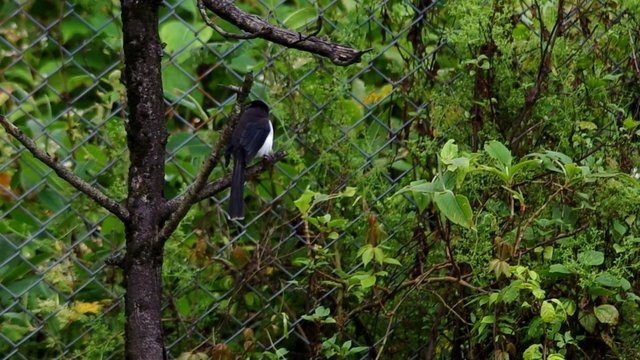 Dark-backed Sibia bird is resting on the tree branch