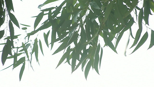 graceful eucalyptus leaves with copy space
