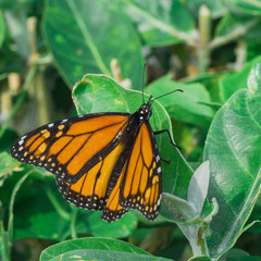 Monarch Butterfly on Leaf
