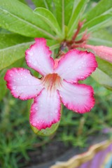 Fototapeta premium pink Adenium obesum flower in garden