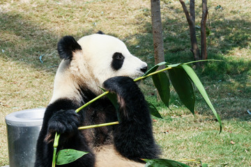Fototapety  Jedzenie pandy wielkiej