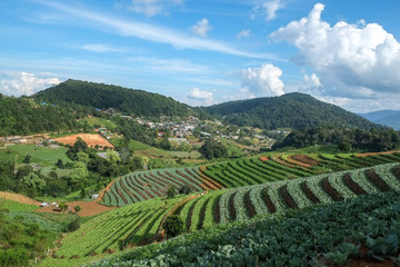 Vegetable garden on the big mountain as background