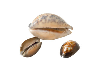 sea shells cowry